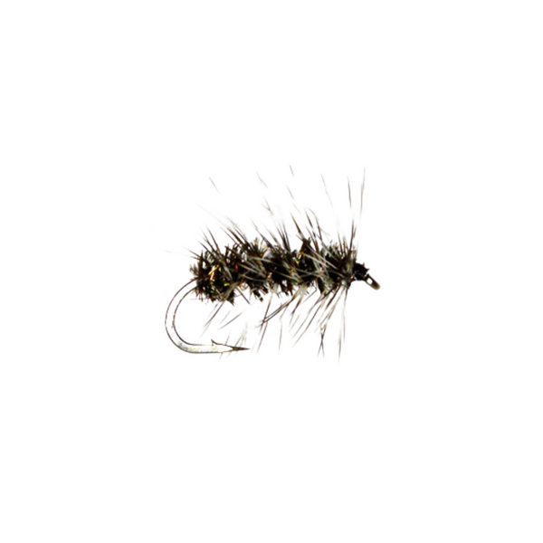 Griffith's Gnat
