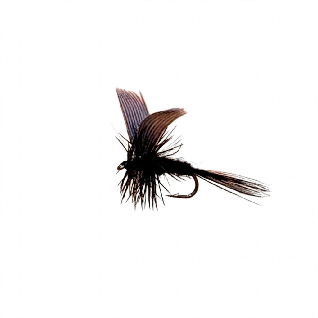 Black Gnat