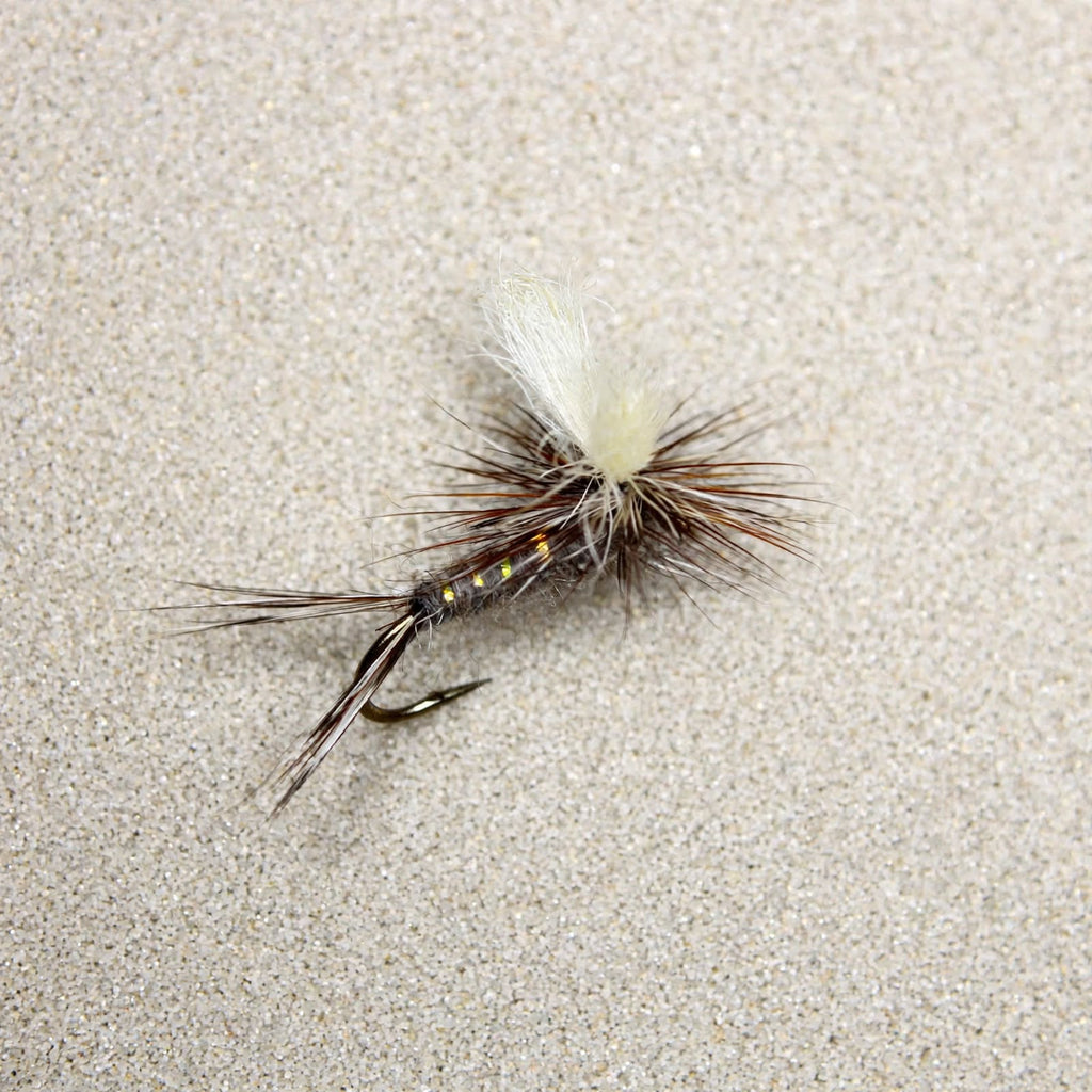 Splitwing Adams