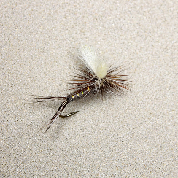 Splitwing Adams