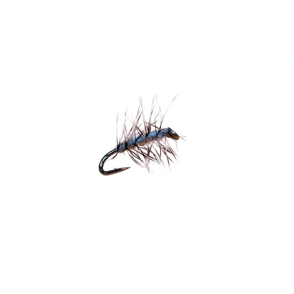Speroni Blonde Midge