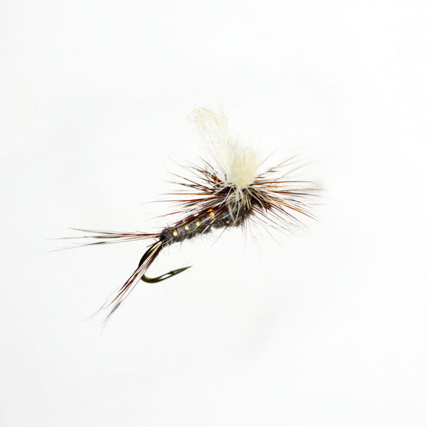 Splitwing Adams