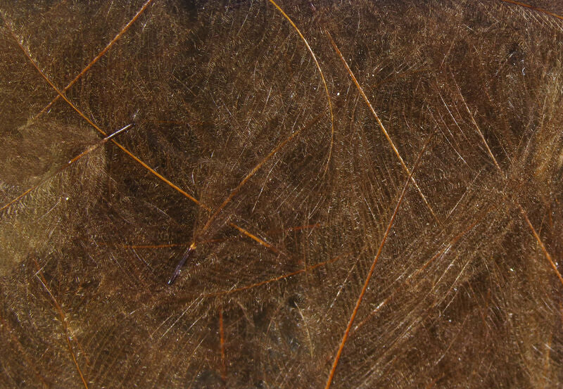 Coq De Leon - Fly Fishing Specialties