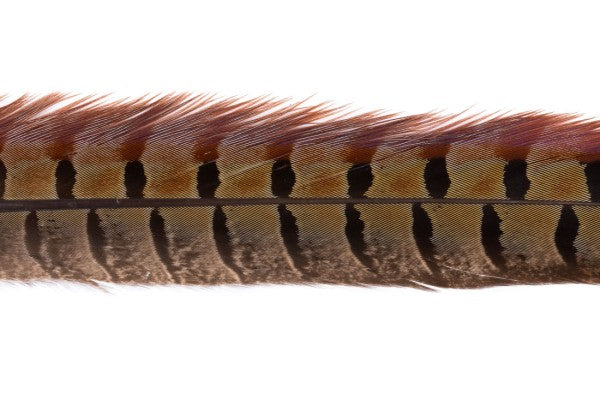 UV-2 Pheasant Tail